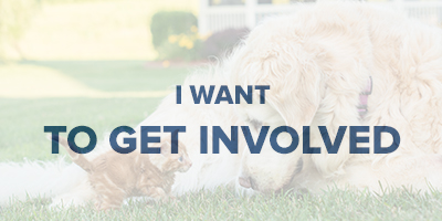 VIN Foundation | Supporting veterinarians to cultivate a healthy animal community | I am | I want to get involved