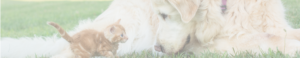 VIN Foundation | Supporting veterinarians to cultivate a healthy animal community