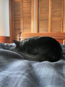 VIN Foundation Dr. Sophia Yin Memorial Fund Testimonial Impact Veterinarian Veterinary Behaviorist Kathryn Welteroth