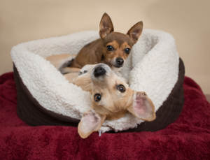 VIN Foundation Veterinary Confidential Mental Wellness Support Vets4Vets | Support4Support