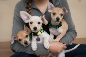 VIN Foundation Veterinary Confidential Mental Wellness Support Vets4Vets | NAVLE support Workshop