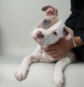 VIN Foundation Veterinary Confidential Mental Wellness Support Vets4Vets | Vets in Recovery