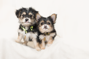 VIN Foundation Veterinary Confidential Mental Wellness Support Vets4Vets | Team Trauma Triage