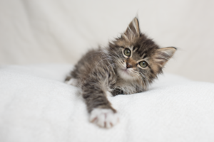 VIN Foundation Veterinary Confidential Mental Wellness Support Vets4Vets | CancerVets