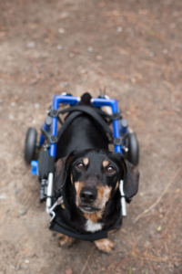 VIN Foundation Veterinary Confidential Mental Wellness Support Vets4Vets | ChallengeVets