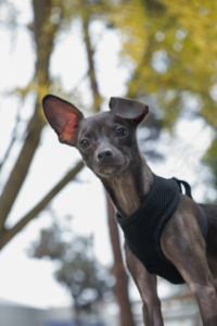 VIN Foundation Veterinary Confidential Mental Wellness Support Vets4Vets | NAVLE support Workshop