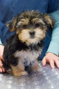 VIN Foundation Veterinary Confidential Mental Wellness Support Vets4Vets | Veterinary Students