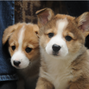 VIN Foundation | programs for the betterment of the veterinary profession confidential wellness student debt support veterinary podcast veterinary school scholarship veterinary medicine podcast veterinary school loans custom veterinary employment contract